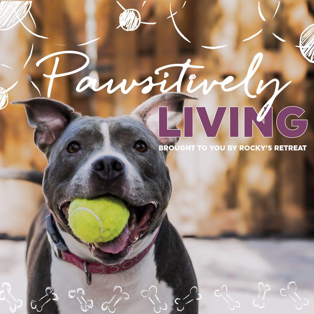 Dog with tennis ball in mouth that says "Pawsitively Living"