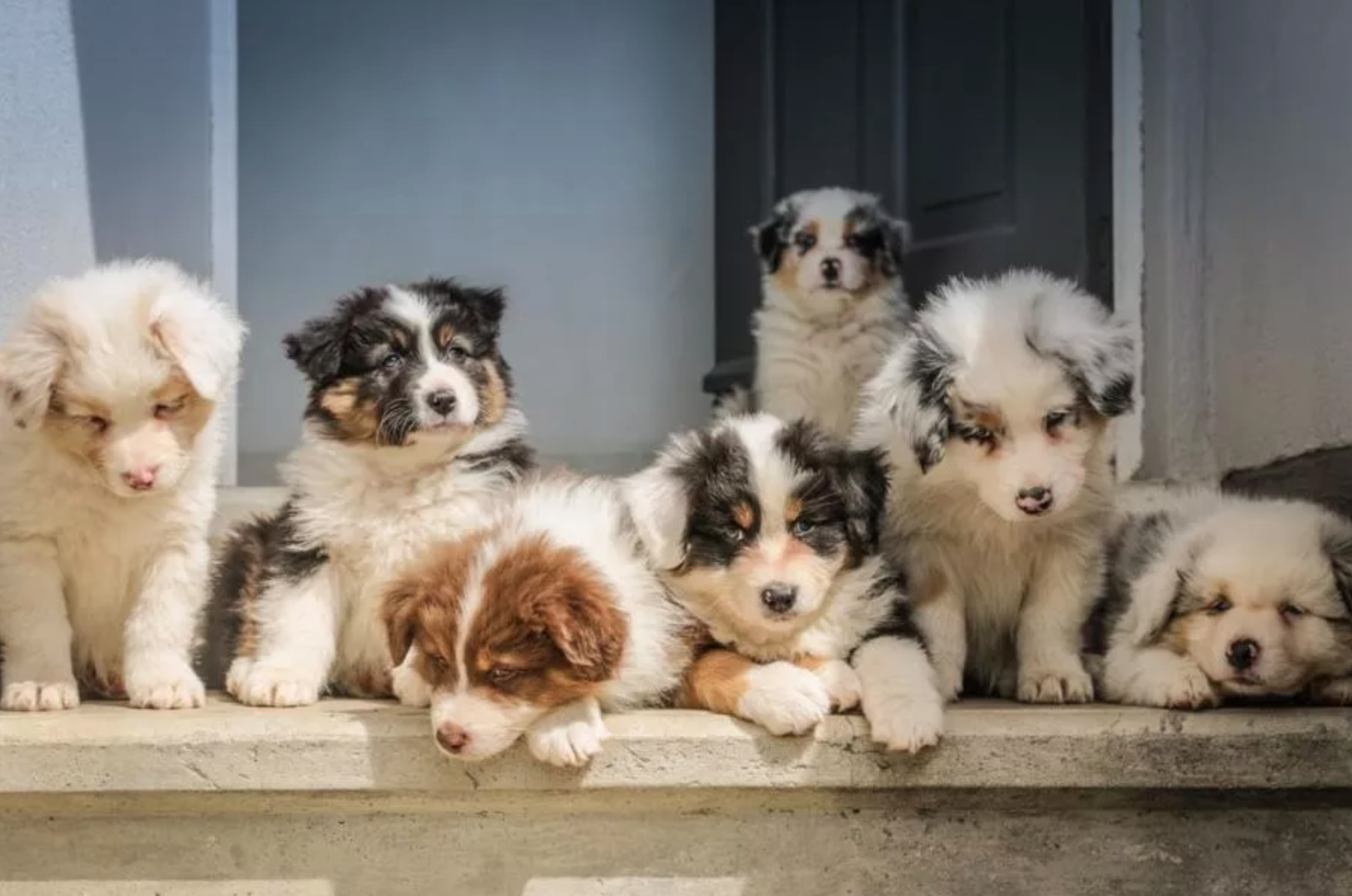 Fluffy puppies sitting in a row